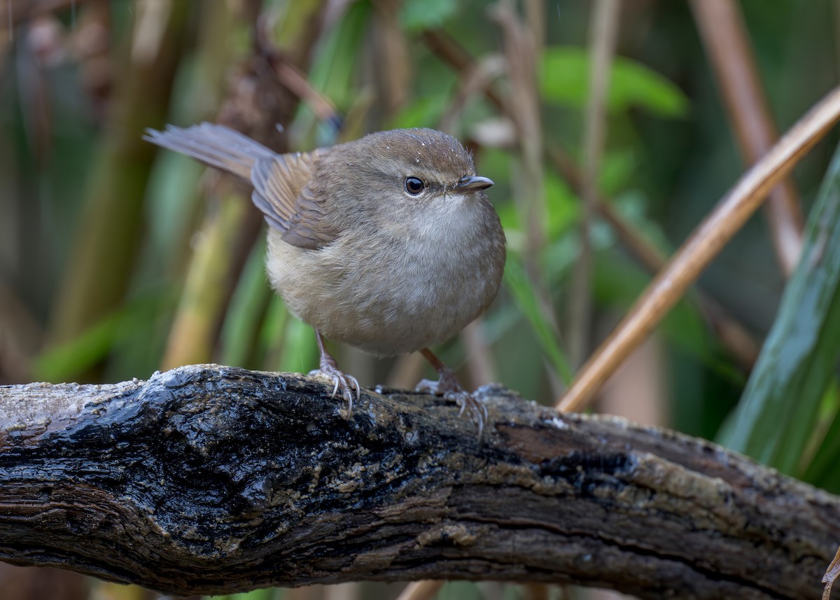 Brownish-flanked Bush Warbler (Brownish-flanked) - ML638132862