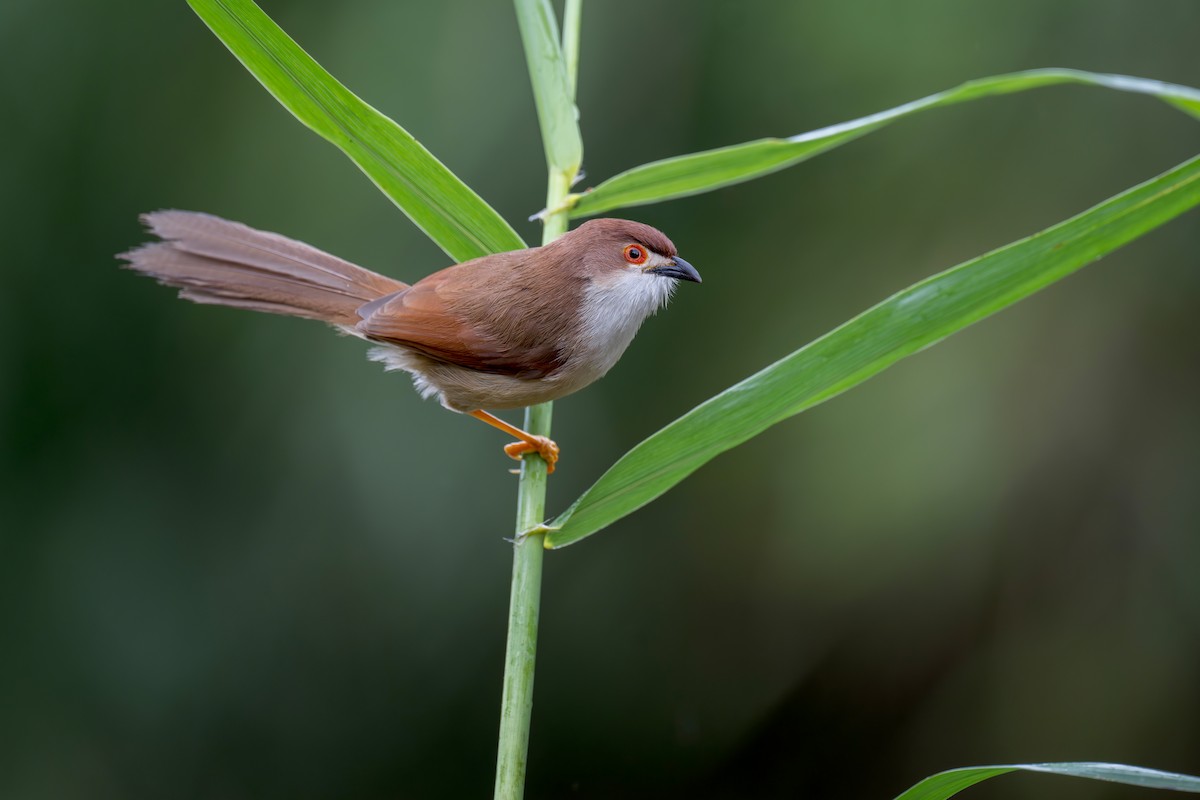 Yellow-eyed Babbler - ML638132867