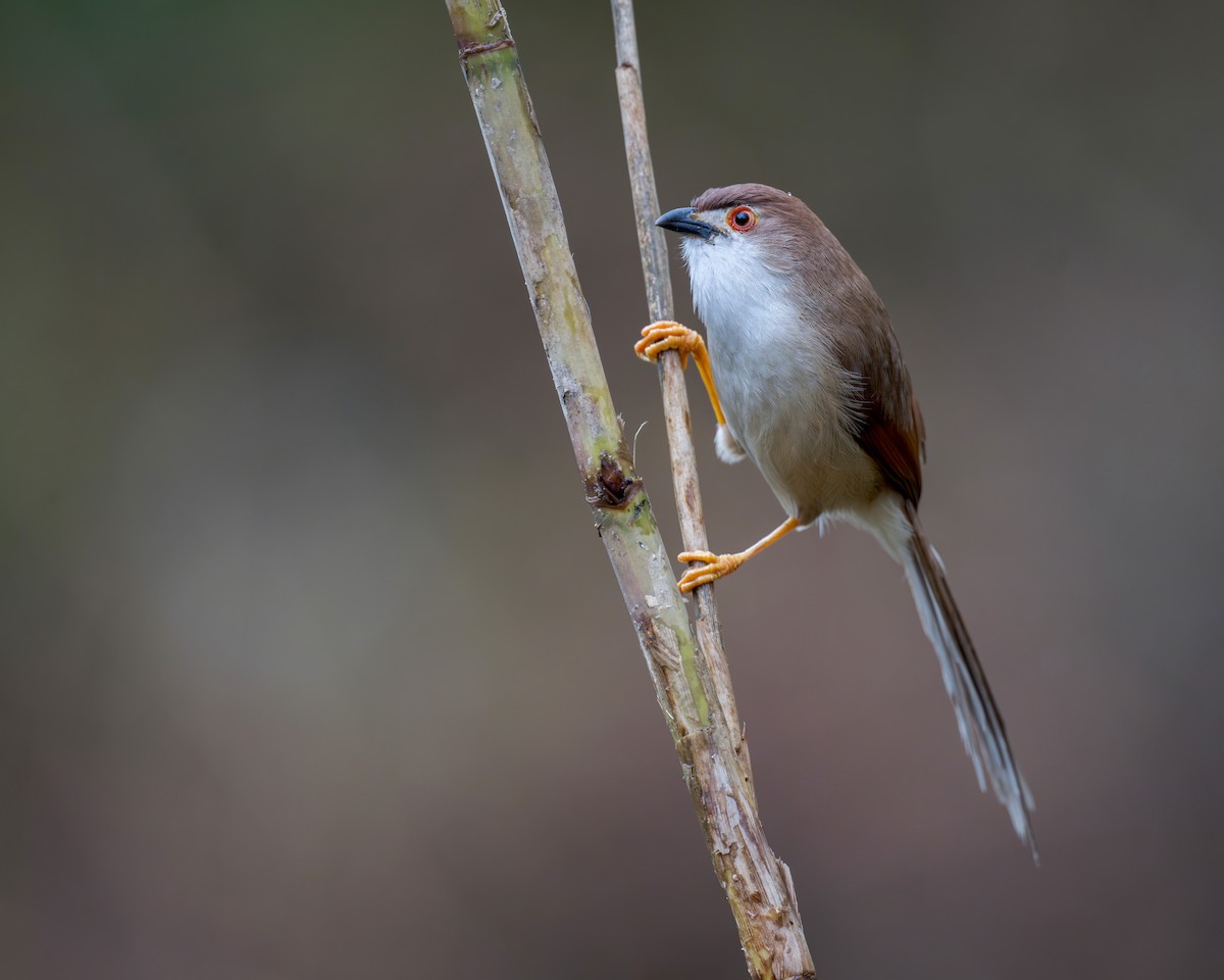 Yellow-eyed Babbler - ML638132868