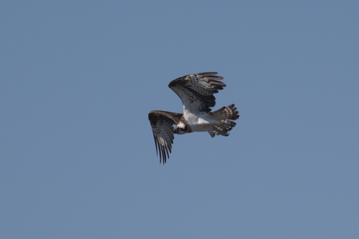 Osprey - ML638132873