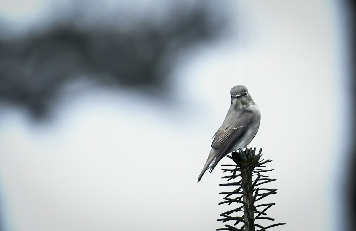 Dark-sided Flycatcher - ML638132878