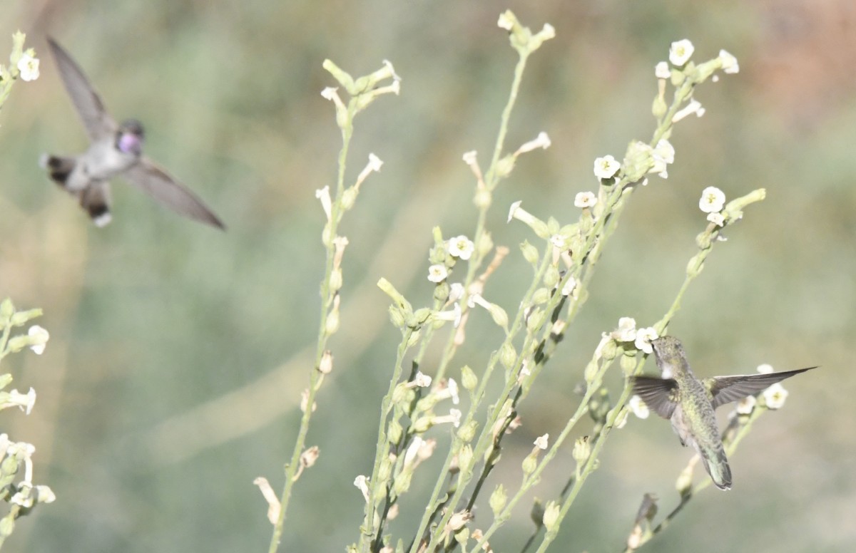 Costa's Hummingbird - ML638132885