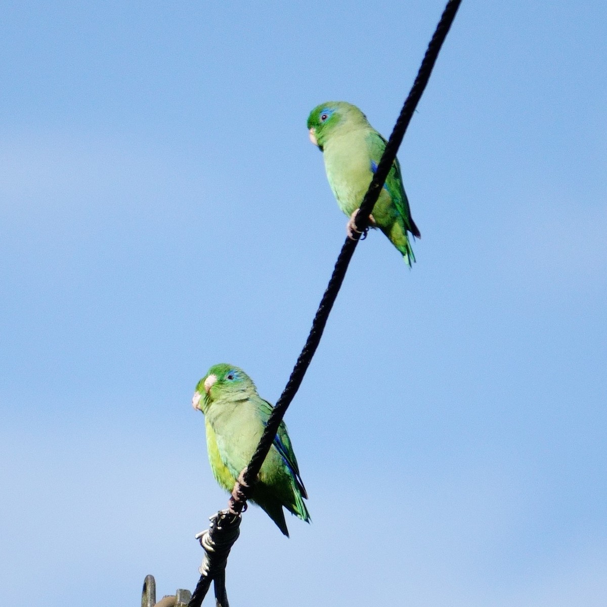 Spectacled Parrotlet - ML638132886
