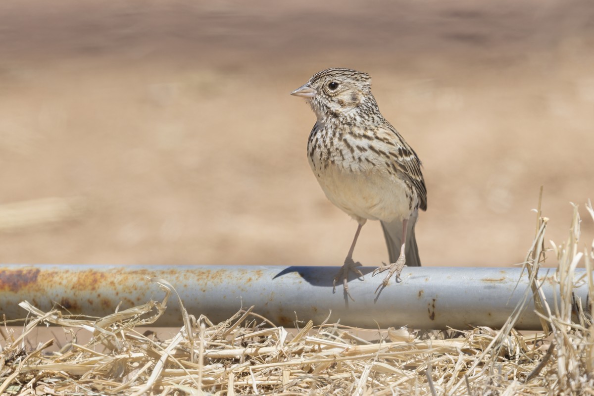 Vesper Sparrow - ML638132928