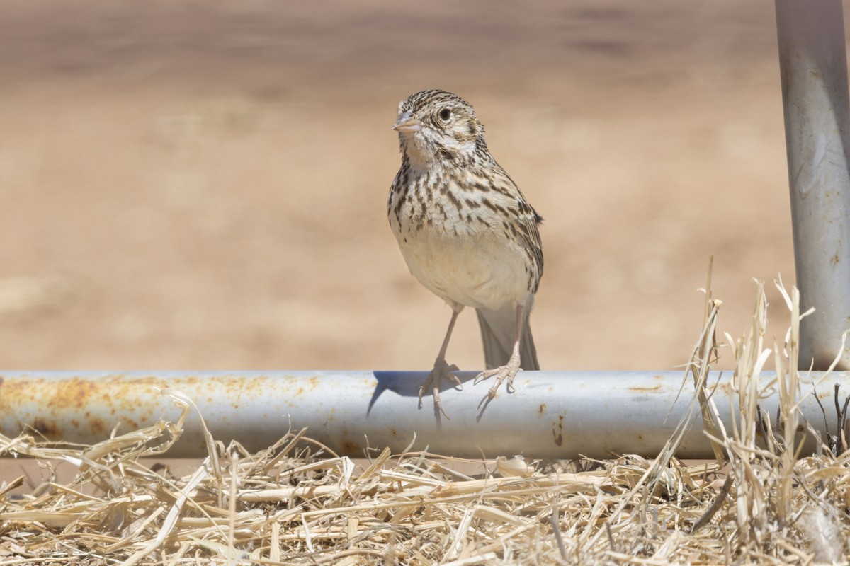 Vesper Sparrow - ML638132929