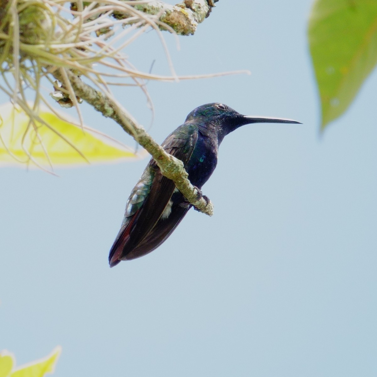 Black-throated Mango - ML638132931