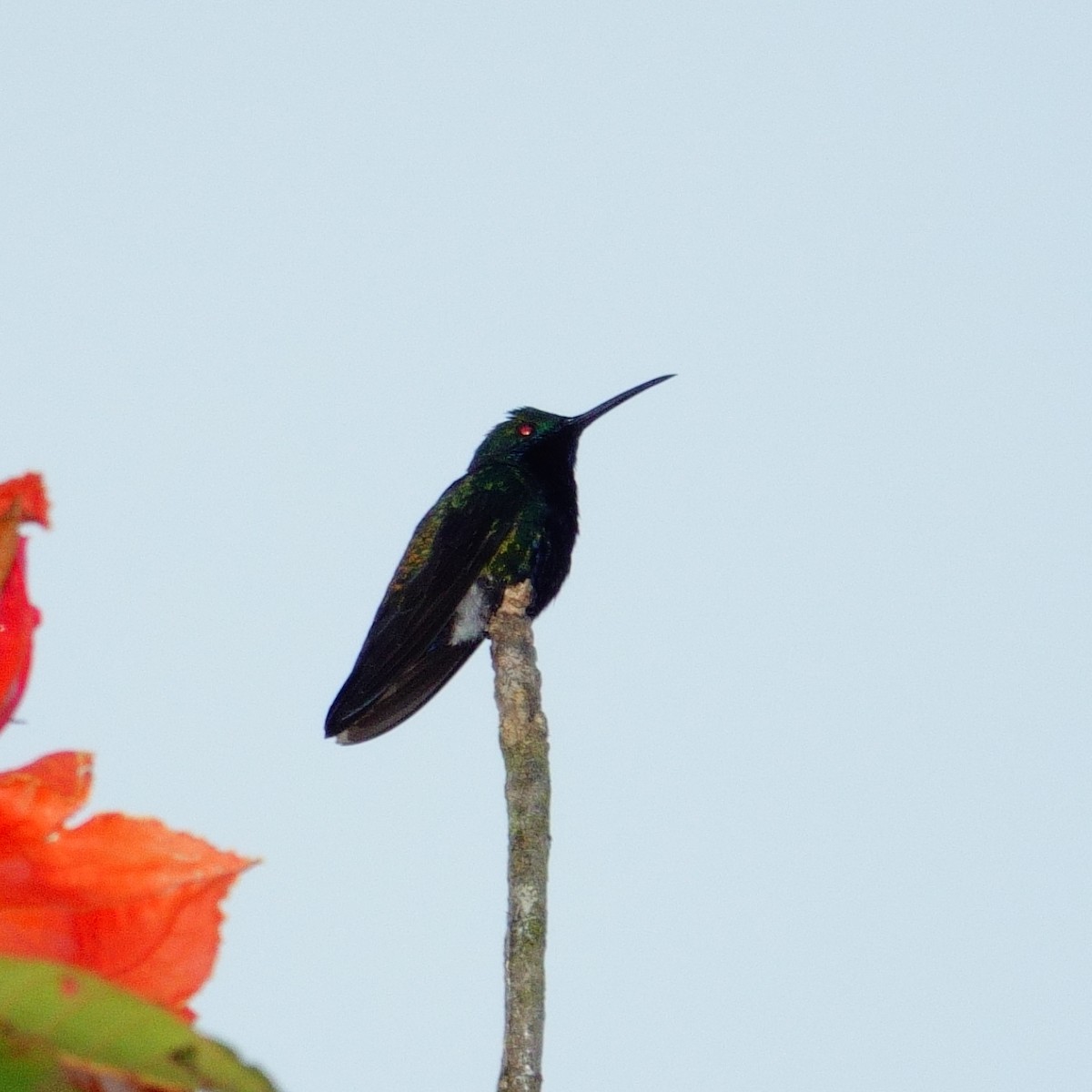 Steely-vented Hummingbird - ML638132940