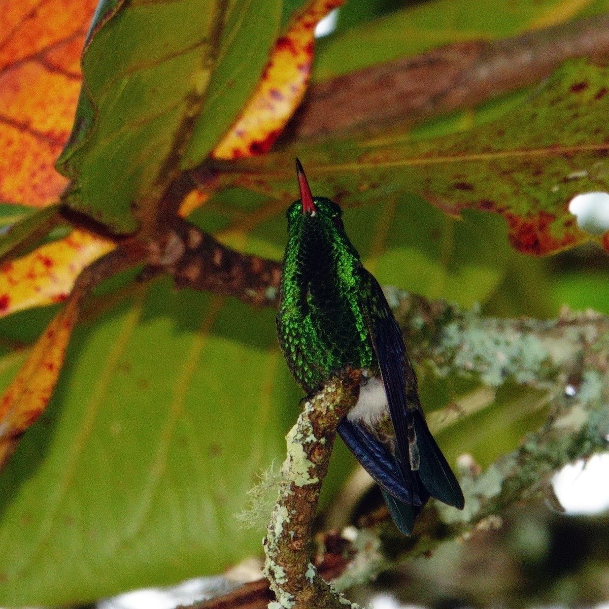 Steely-vented Hummingbird - ML638132942