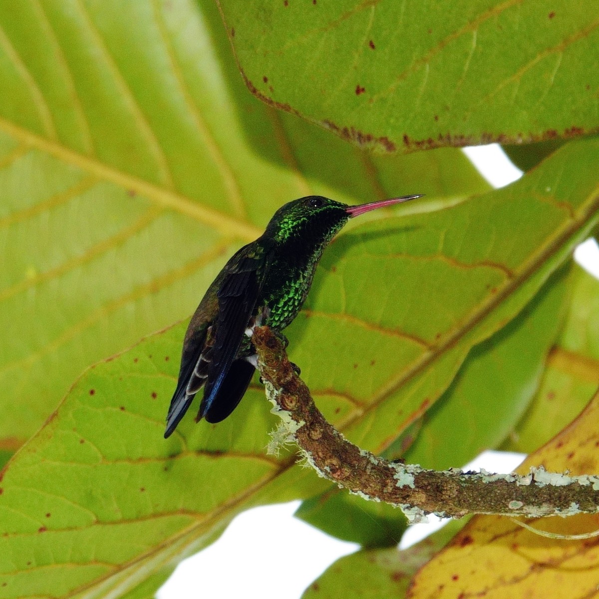 Steely-vented Hummingbird - ML638132943