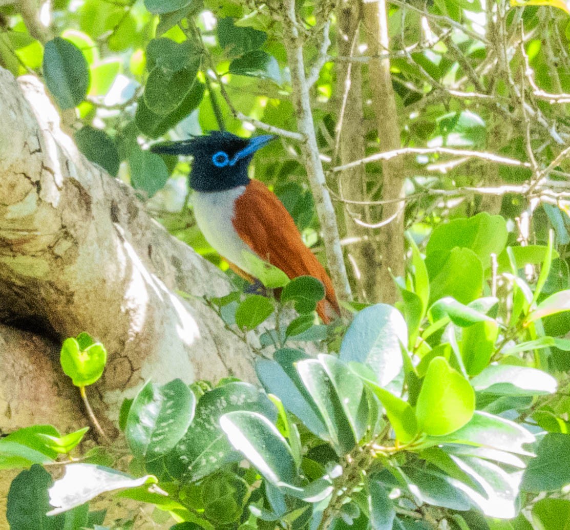 Indian Paradise-Flycatcher - ML638132948