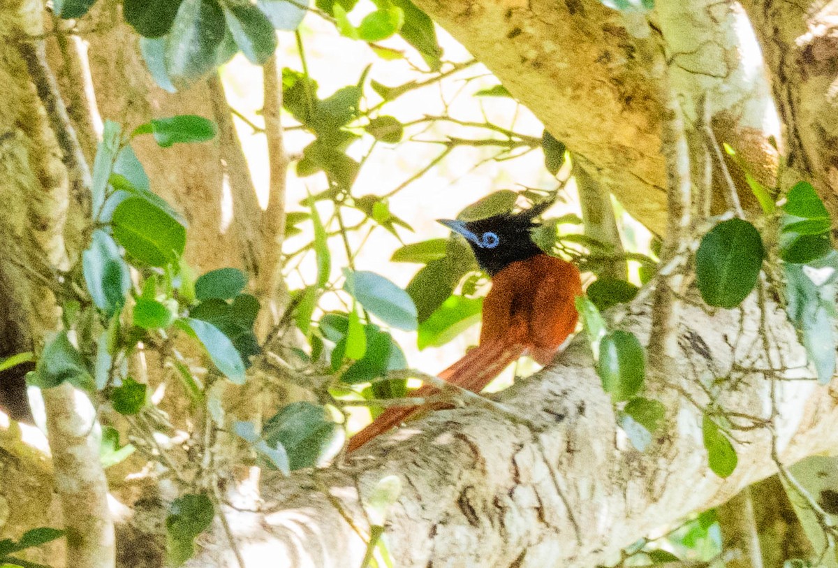 Indian Paradise-Flycatcher - ML638132949