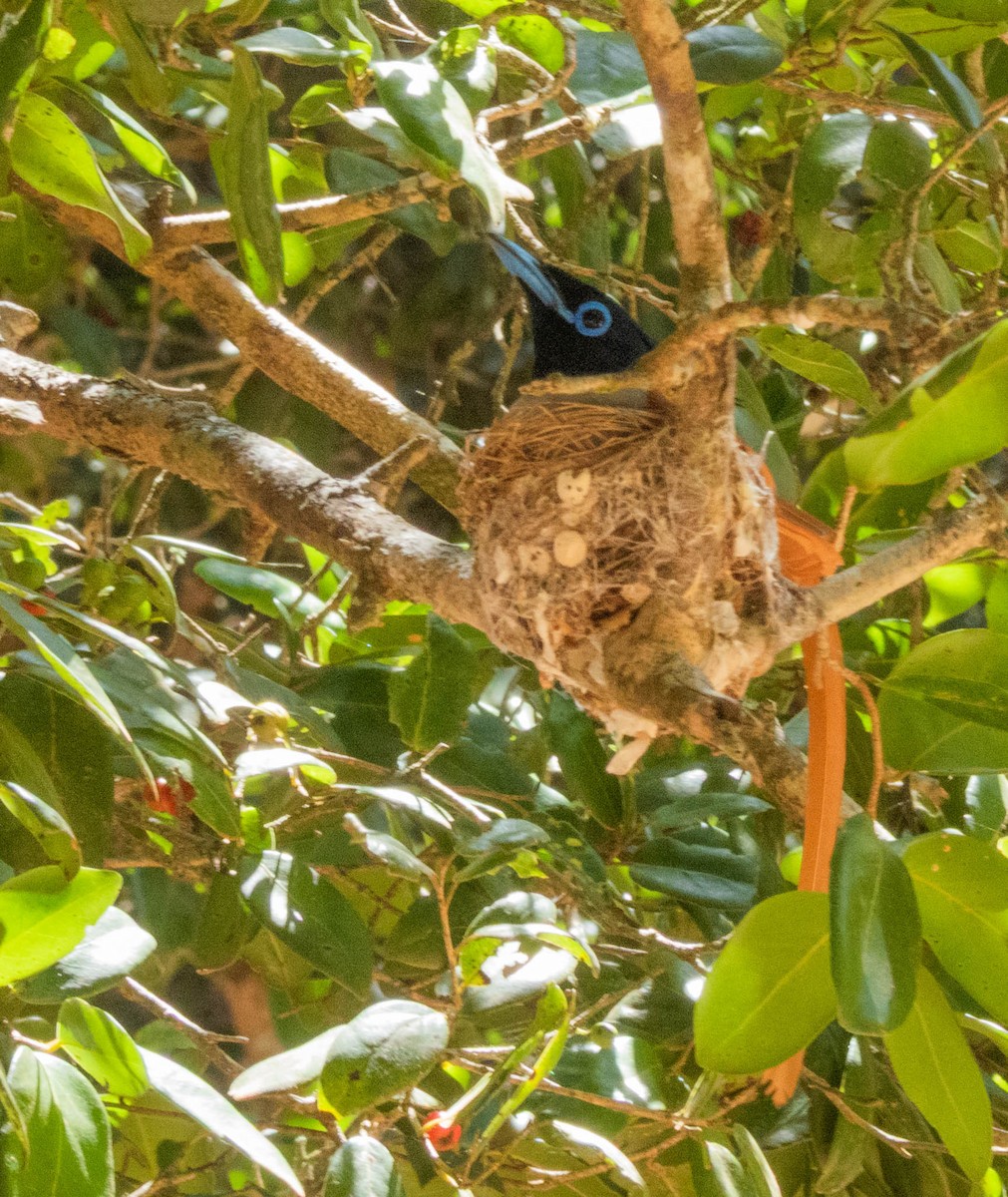 Indian Paradise-Flycatcher - ML638132950