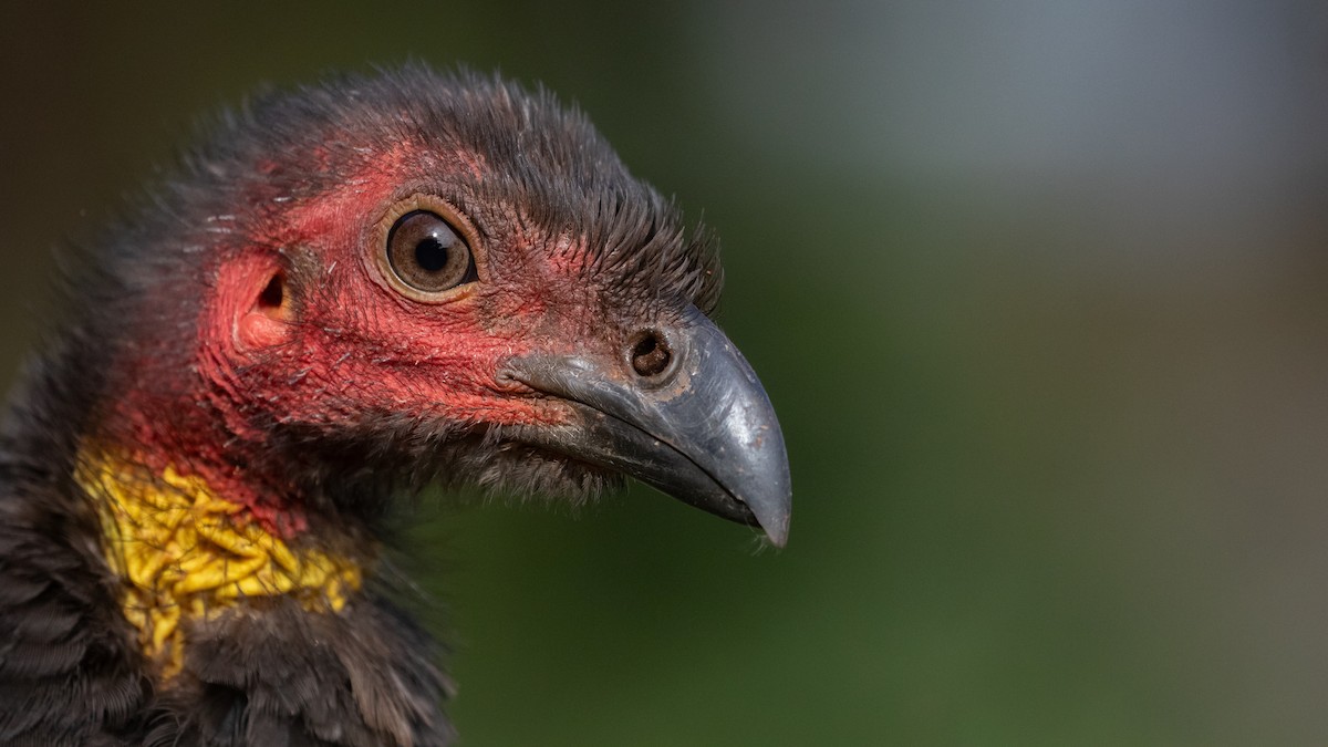Australian Brushturkey - ML638132964