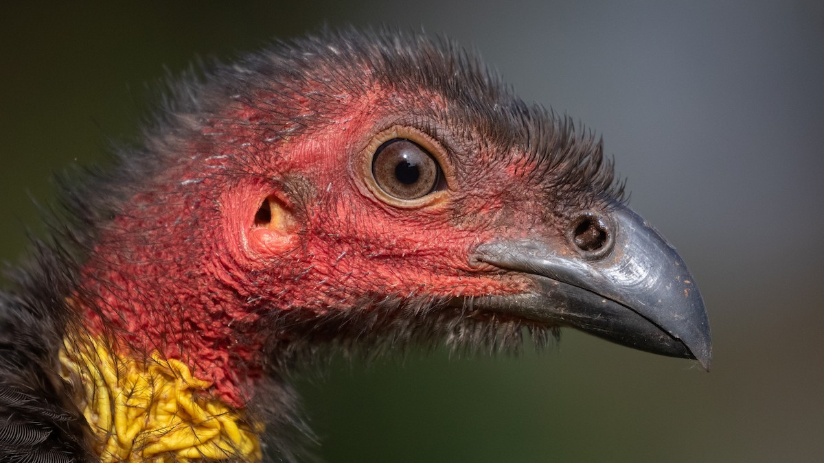 Australian Brushturkey - ML638132966