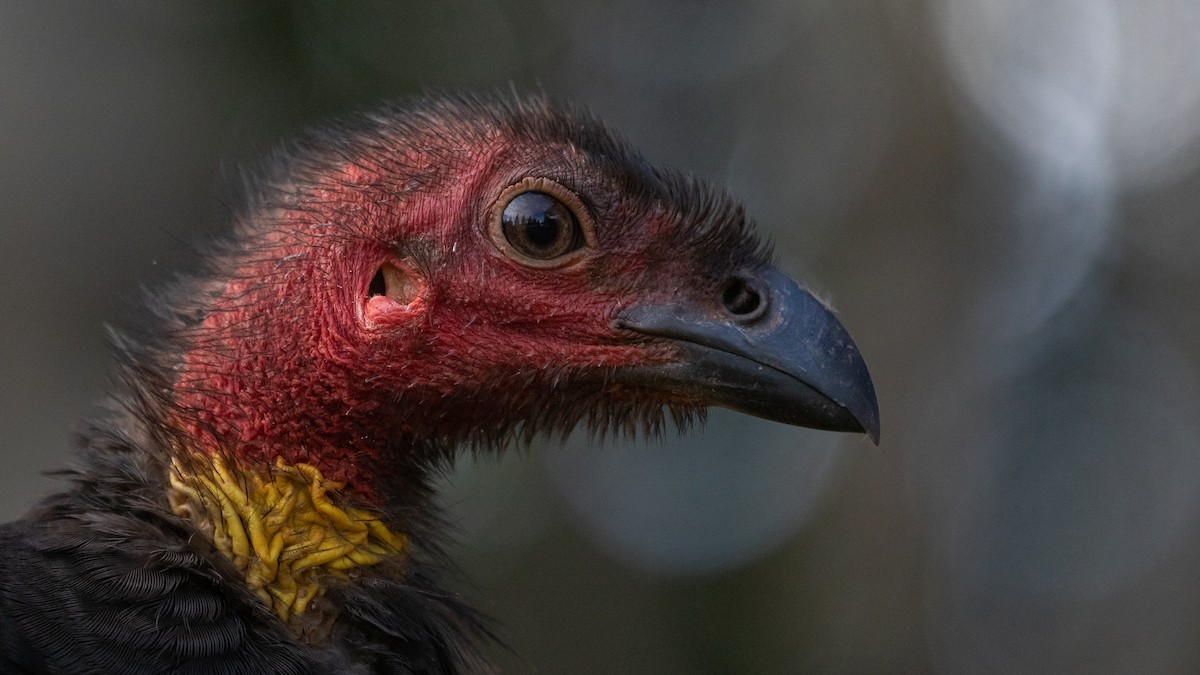 Australian Brushturkey - ML638132967