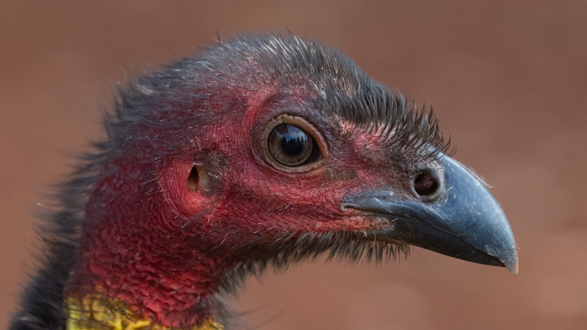 Australian Brushturkey - ML638132968