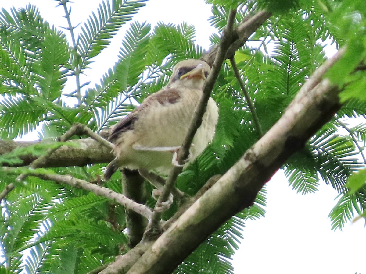 Brown Shrike - ML638132970