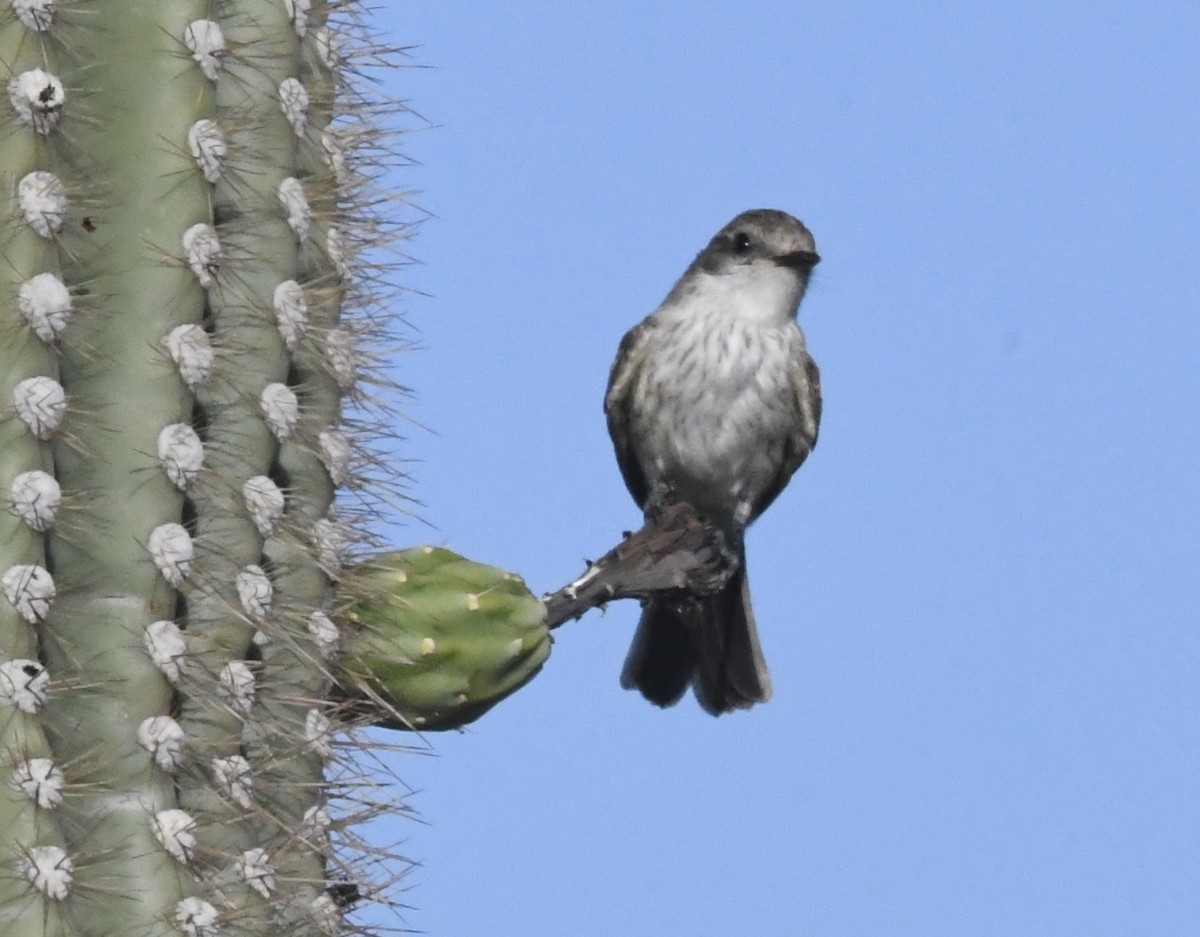 Vermilion Flycatcher - ML638132990
