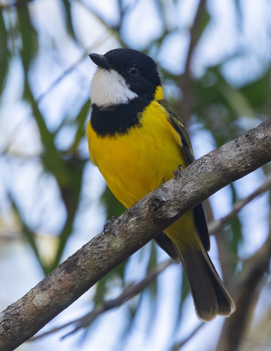 Golden Whistler (Eastern) - ML638133009