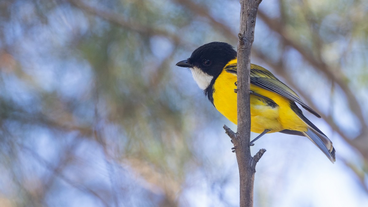 Golden Whistler (Eastern) - ML638133010
