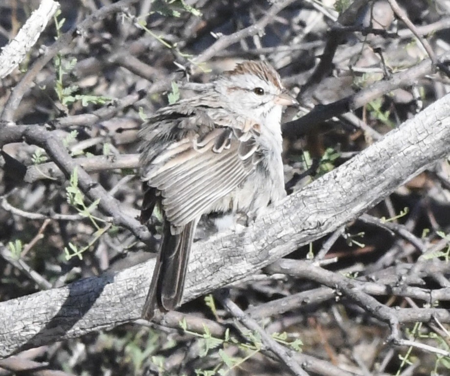 Rufous-winged Sparrow - ML638133014