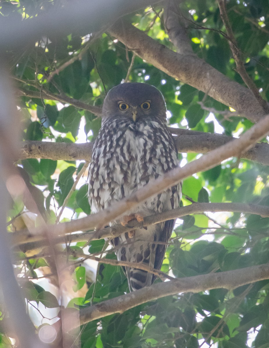 Barking Owl - ML638133021
