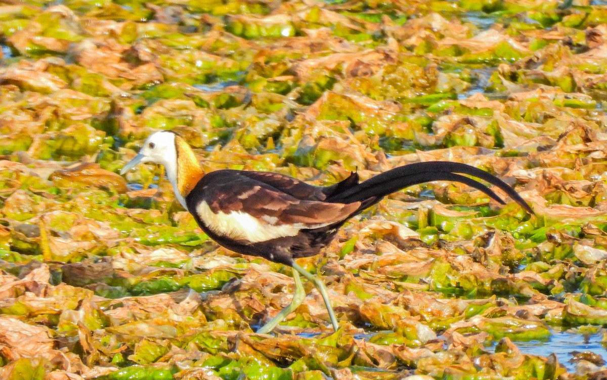 Pheasant-tailed Jacana - ML638133022