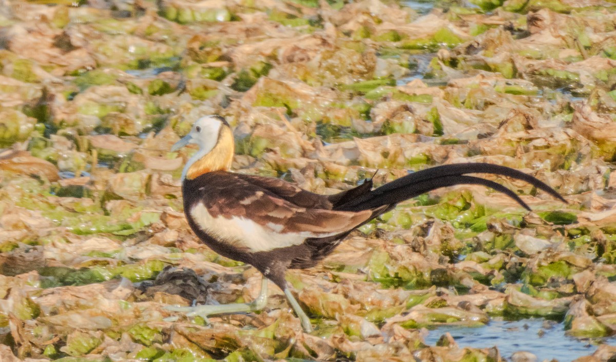 Pheasant-tailed Jacana - ML638133023