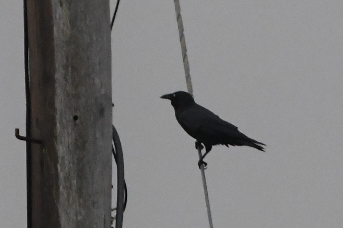 Little Raven - ML638133024