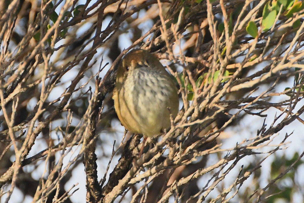 Brown Thornbill - ML638133028