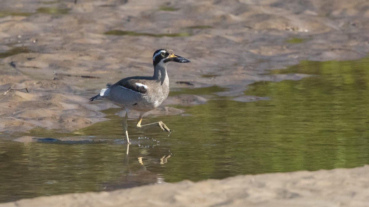 Beach Thick-knee - ML638133032