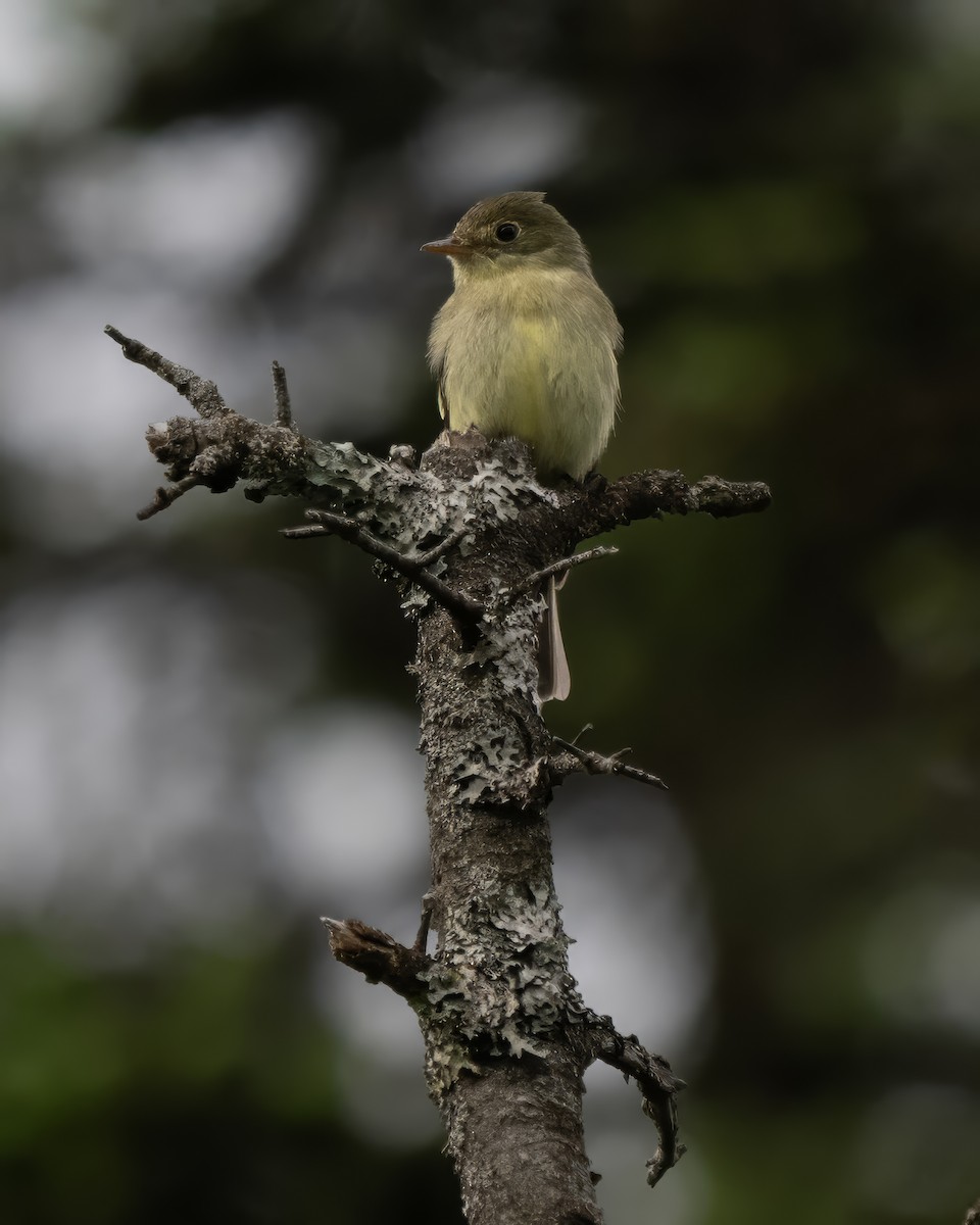Yellow-bellied Flycatcher - ML638133035