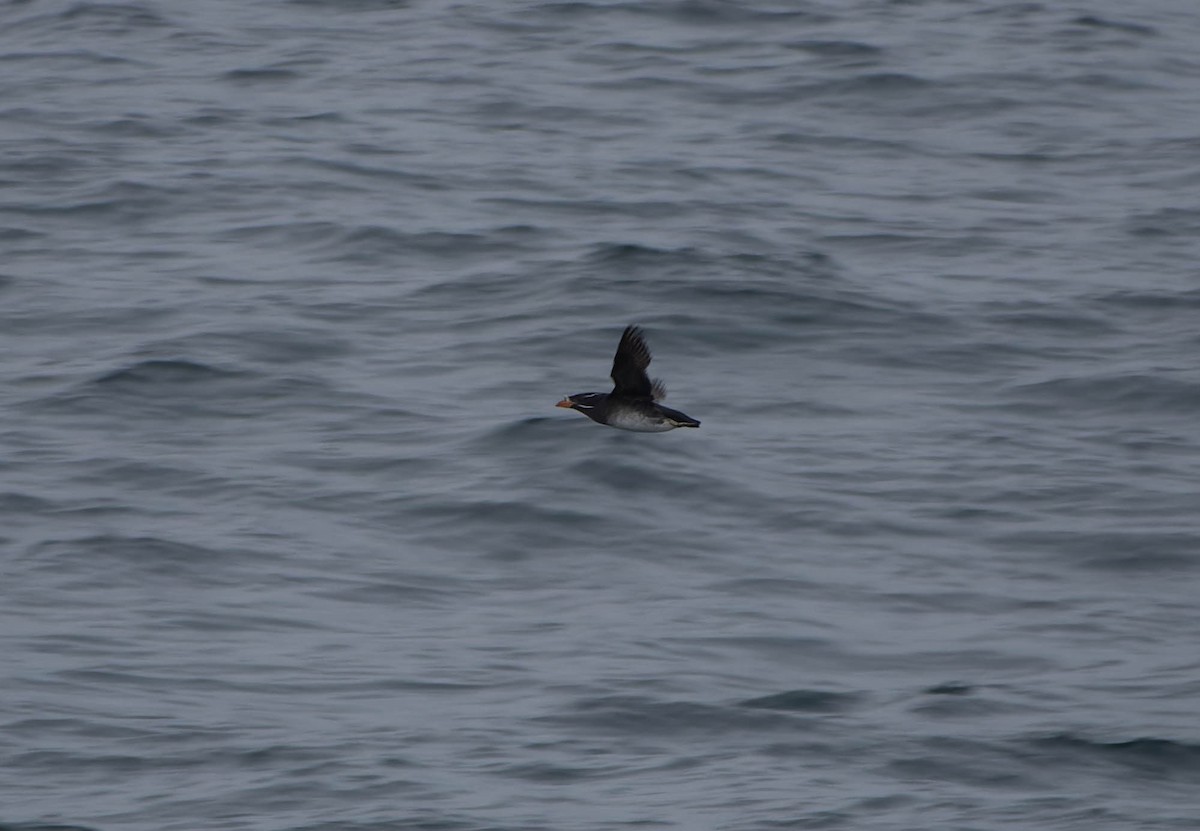 Rhinoceros Auklet - ML638133039
