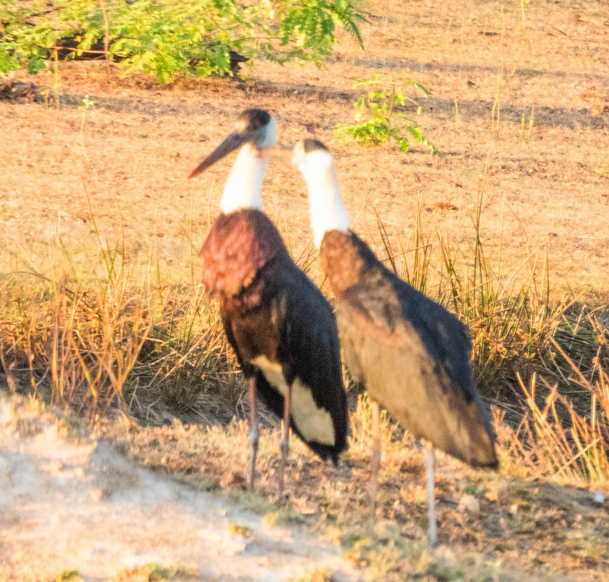 Asian Woolly-necked Stork - ML638133042