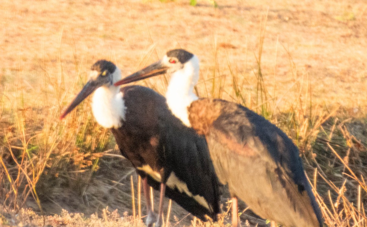 Asian Woolly-necked Stork - ML638133043