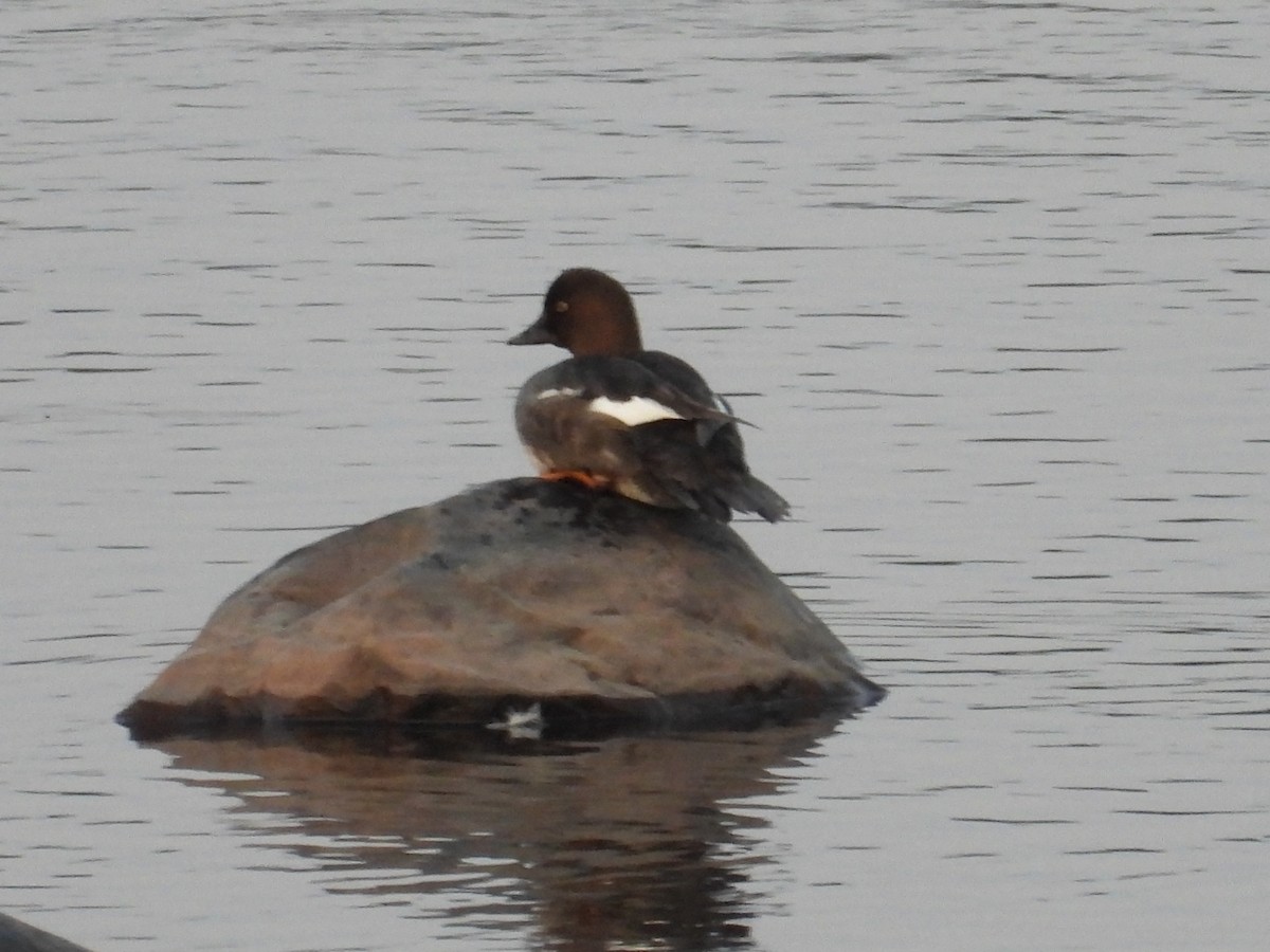Common Goldeneye - ML638133053
