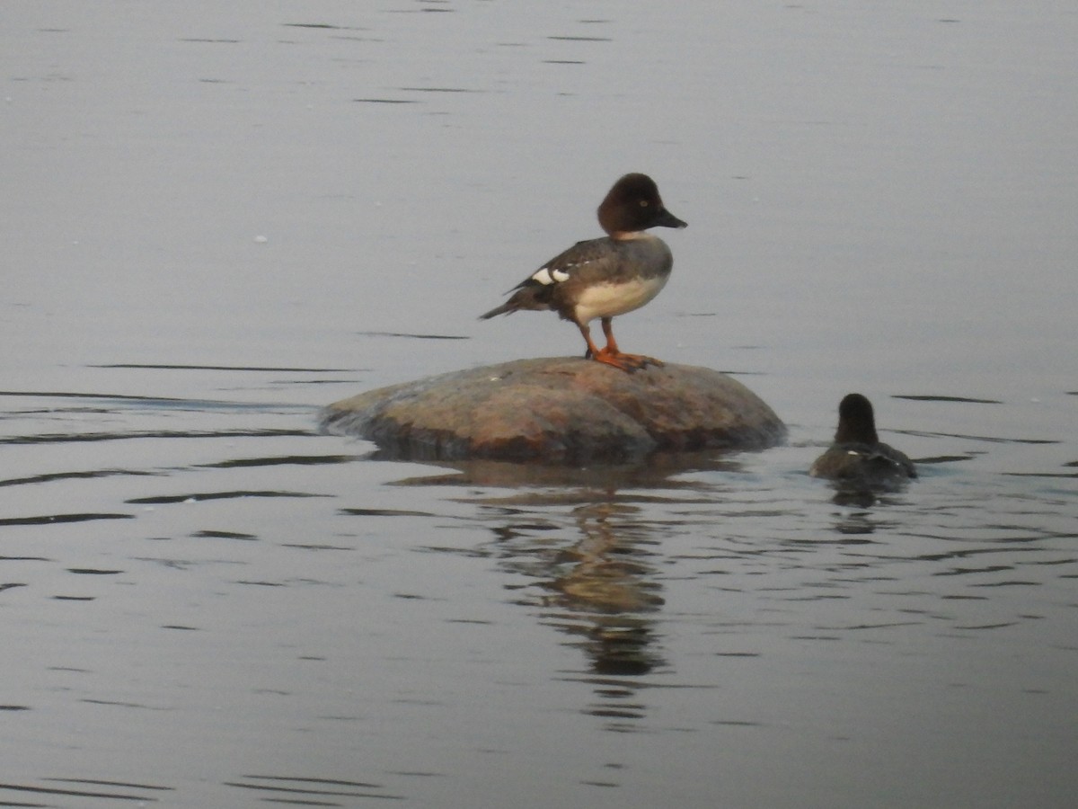 Common Goldeneye - ML638133054
