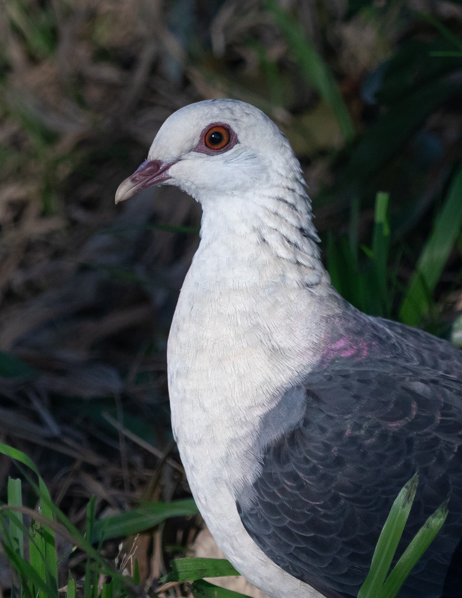 White-headed Pigeon - ML638133056