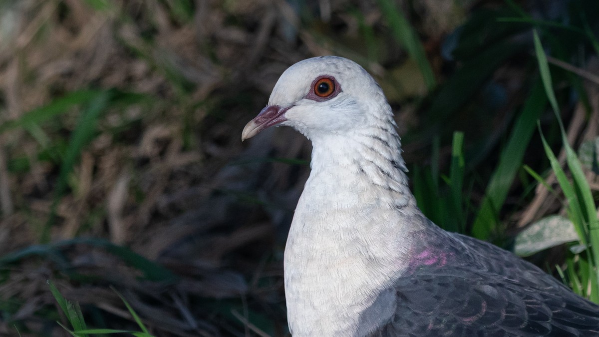 White-headed Pigeon - ML638133057