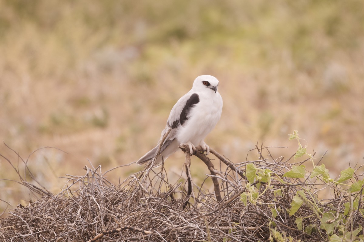 Letter-winged Kite - ML638133078