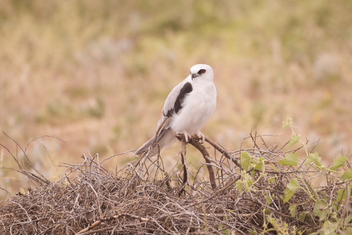Letter-winged Kite - ML638133098