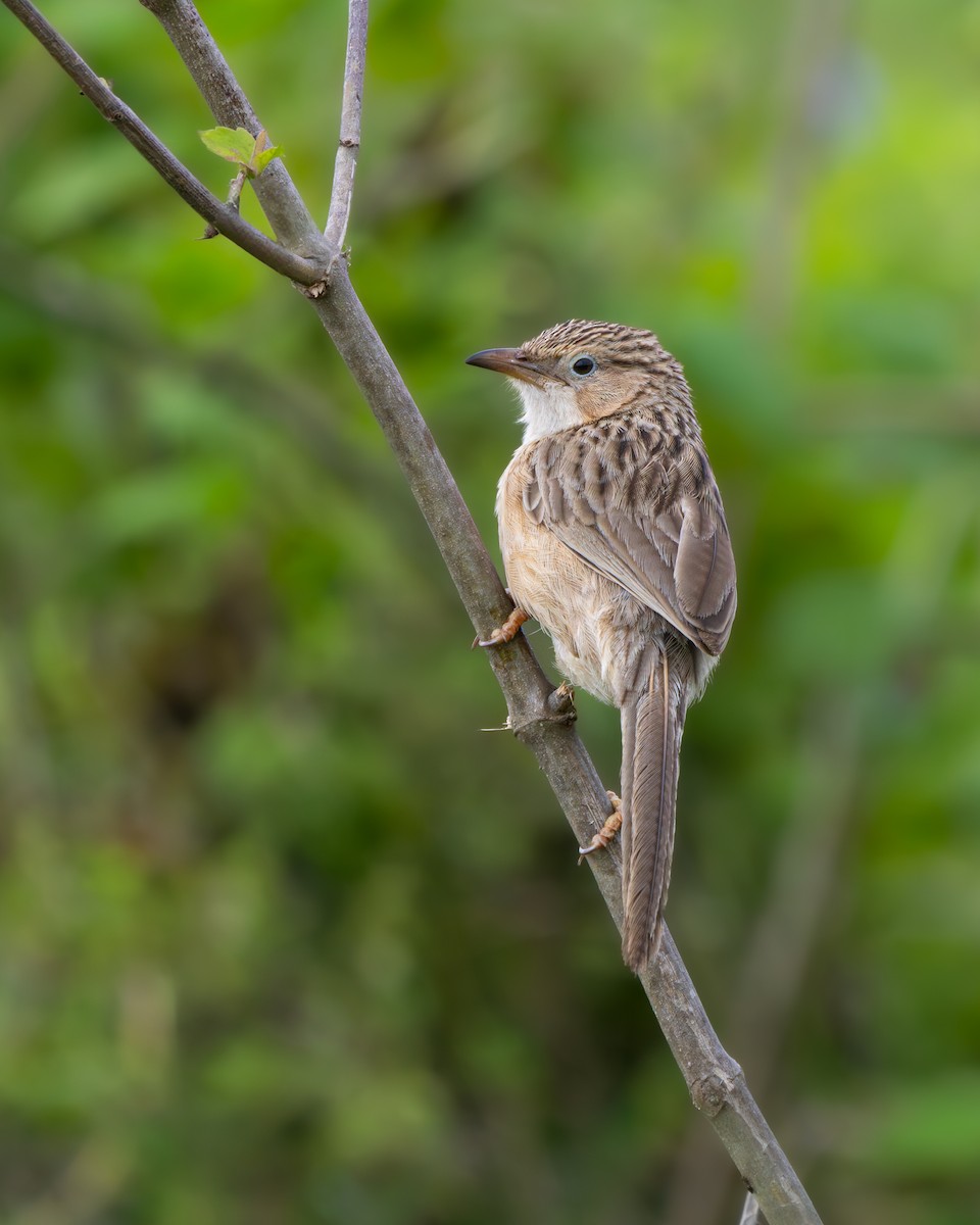 Common Babbler - ML638133115