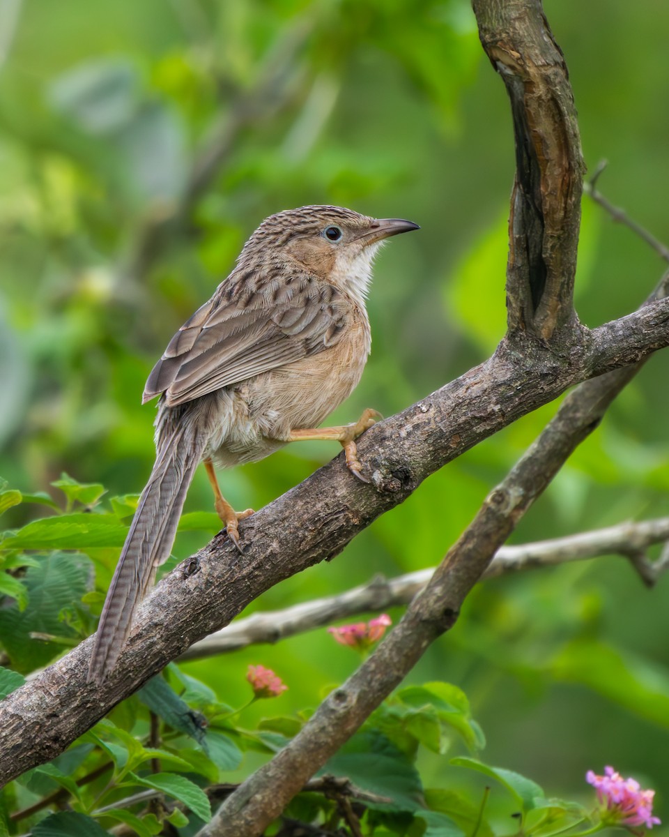 Common Babbler - ML638133117