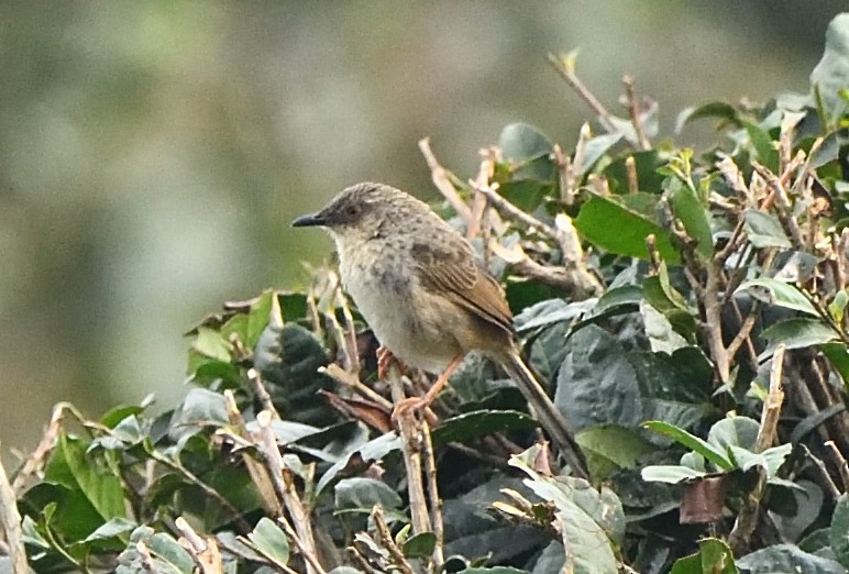 Himalayan Prinia - ML638133132