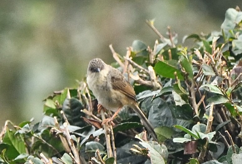 Himalayan Prinia - ML638133133