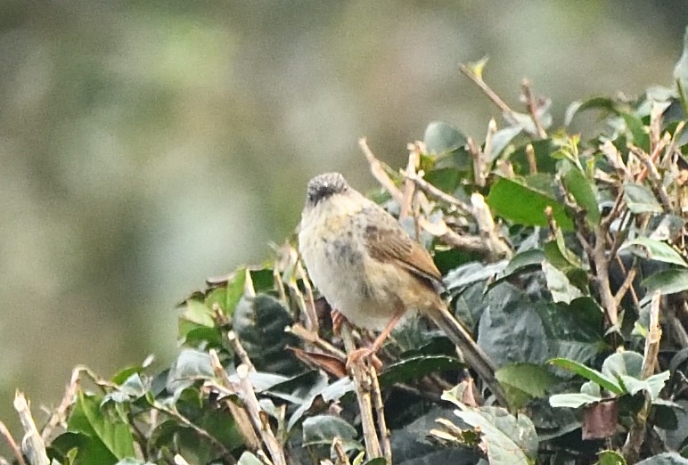 Himalayan Prinia - ML638133134