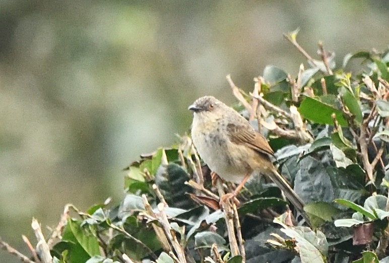 Himalayan Prinia - ML638133135