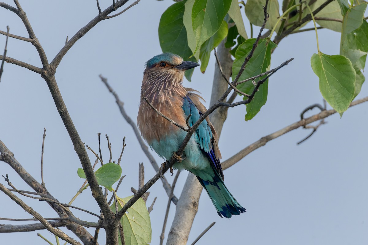 Indian Roller - ML638133142