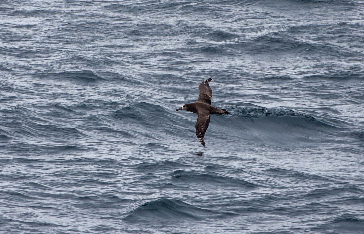 Black-footed Albatross - ML638133192