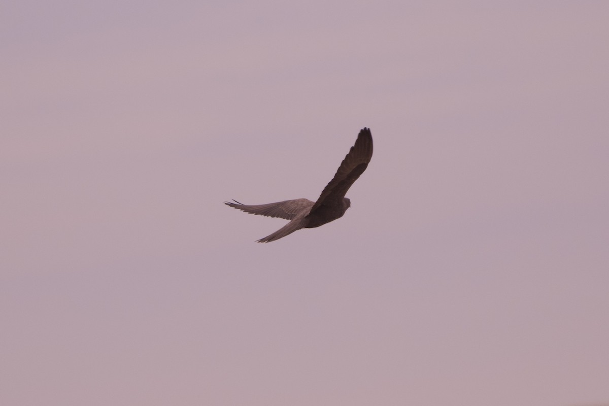 Black Falcon - ML638133201